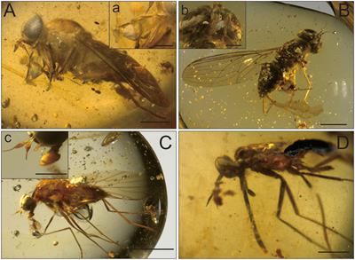 Evolution of Lower Brachyceran Flies (Diptera) and Their Adaptive Radiation with Angiosperms